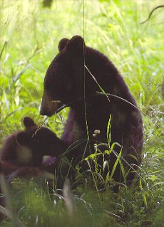 Blue Ridge Parkway Bears